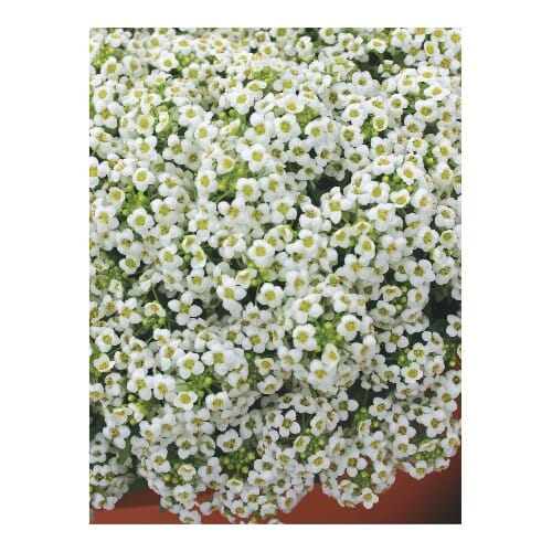 Burpee Alyssum Seeds - Thumbnail 3