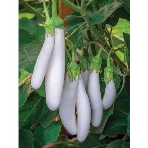 WOODSON LOGO - ROOFTOP - HIGH QUALITY 2014.png