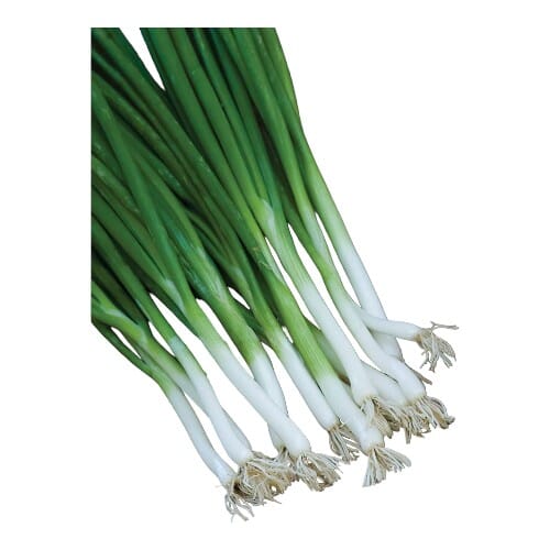 Burpee Onion Bunching Parade