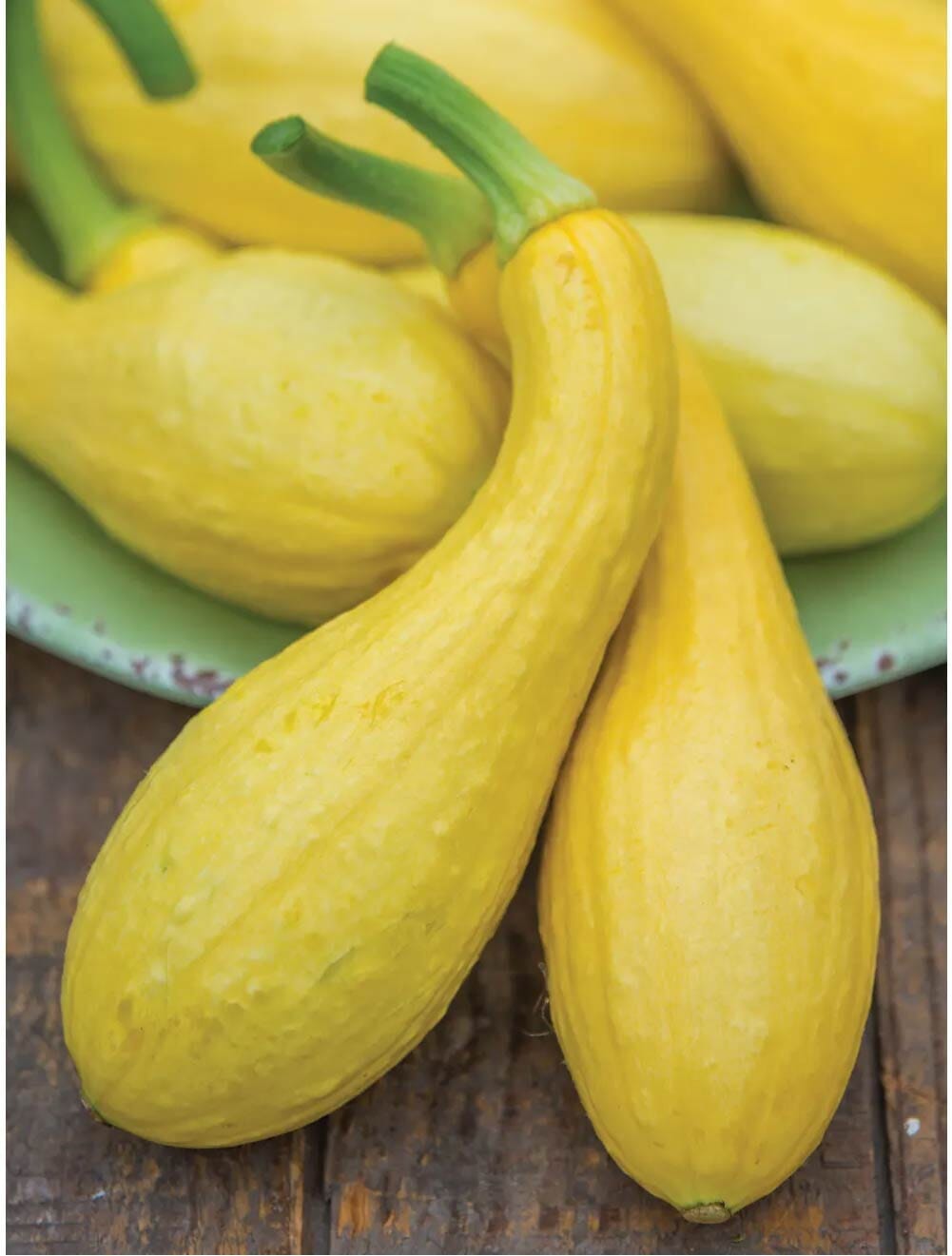 Burpee Summer Crookneck Squash Seed - Thumbnail 2