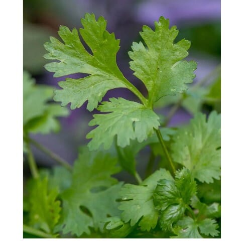 WOODSON LOGO - ROOFTOP - HIGH QUALITY 2014.png