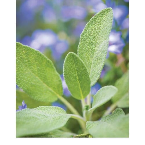 WOODSON LOGO - ROOFTOP - HIGH QUALITY 2014.png