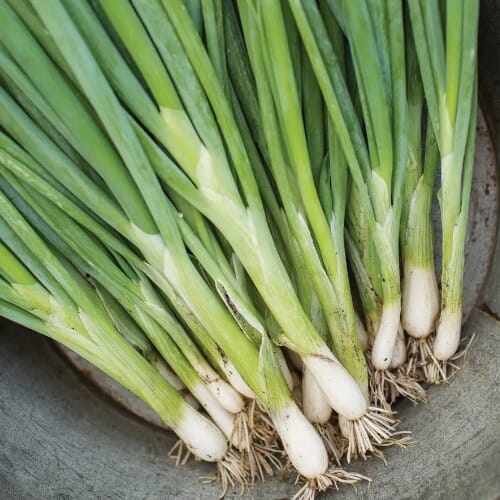 Burpee Evergreen Long White Bunching Onion Seed - Thumbnail 2