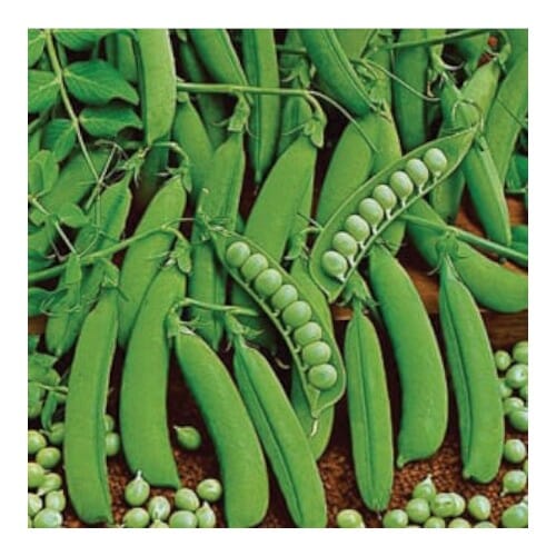 WOODSON LOGO - ROOFTOP - HIGH QUALITY 2014.png